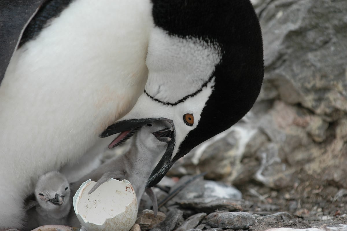 Zavodovsky deja de ser el lugar del mundo con más pingüinos tras perder medio millón de ejemplares