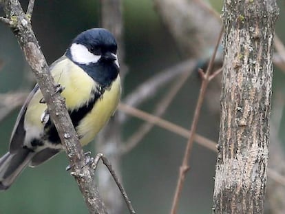 Un carbonero común posado en una rama