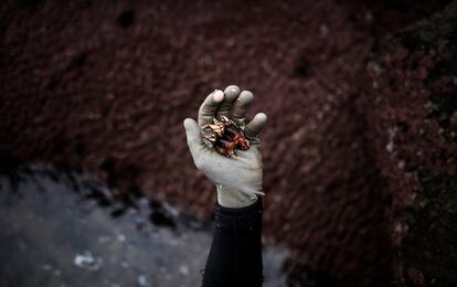 Santi Diaz Mosquera, 41, a 'percebeiro' (barnacle fisherman), holds barnacles on the coast of Ferrol, in the northwestern Spanish region of Galicia, December 15, 2016. REUTERS/Nacho Doce          SEARCH "BARNACLES" FOR THIS STORY. SEARCH "WIDER IMAGE" FOR ALL STORIES.