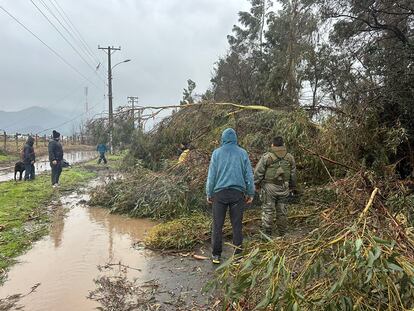 Carabineros despejan una vialidad en el sector Camino Santa Elena, en O'Higgins, tras la caída árboles por fuertes ráfagas de viento durante la noche. 