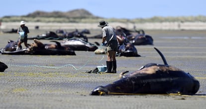 Miembros del personal del Departamento de Conservacin de Nueva Zelanda investigan la muerte de un centenar de ballenas varadas en la baha de Golden.