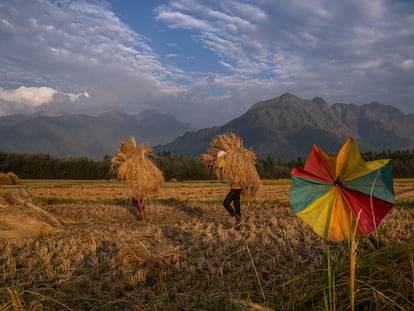 Dos agricultores cargan arroz cosechado en un campo a las afueras de Srinagar, en Cachemira, territorio controlado por India.