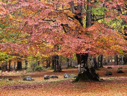 Los colores del otoño en el parque natural de Urbasa y Andía, en Navarra. 