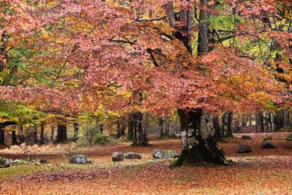 Los colores del otoño en el parque natural de Urbasa y Andía, en Navarra.