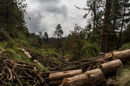 Trees felled by illegal logging in the State of Mexico.