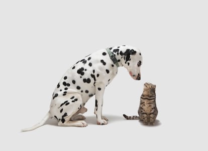 A dog looking at a cat