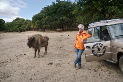 Juan Luis Arsuaga, codirector del yacimiento de Atapuerca, en presencia de un bisonte en el parque Paleolítico Vivo, en Salgüero de Juarros (Burgos).