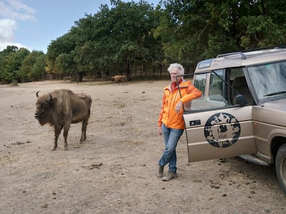 Juan Luis Arsuaga, codirector del yacimiento de Atapuerca, en presencia de un bisonte en el parque Paleolítico Vivo, en Salgüero de Juarros (Burgos).