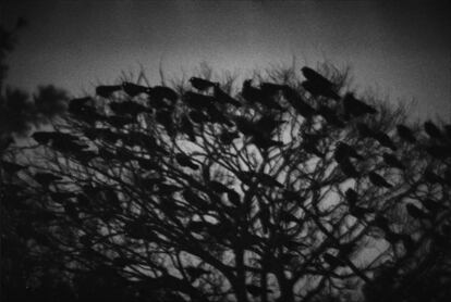 Ravens, Kanazawa, 1977