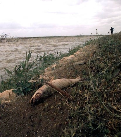 Un pez muerto en la rivera del río Guadiamar, el 29 de abril de 1998.