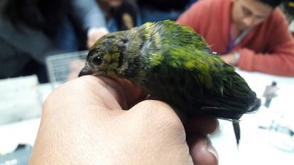 Una de las aves intervenidas en 2016 a un ciudadano español en el aeropuerto de Lima.