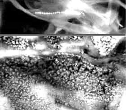 En la imagen superior se muestra una cadena magnética dentro de una bacteria actual. En la parte inferior, las flechas señalan los cristales magnéticos en el meteorito.