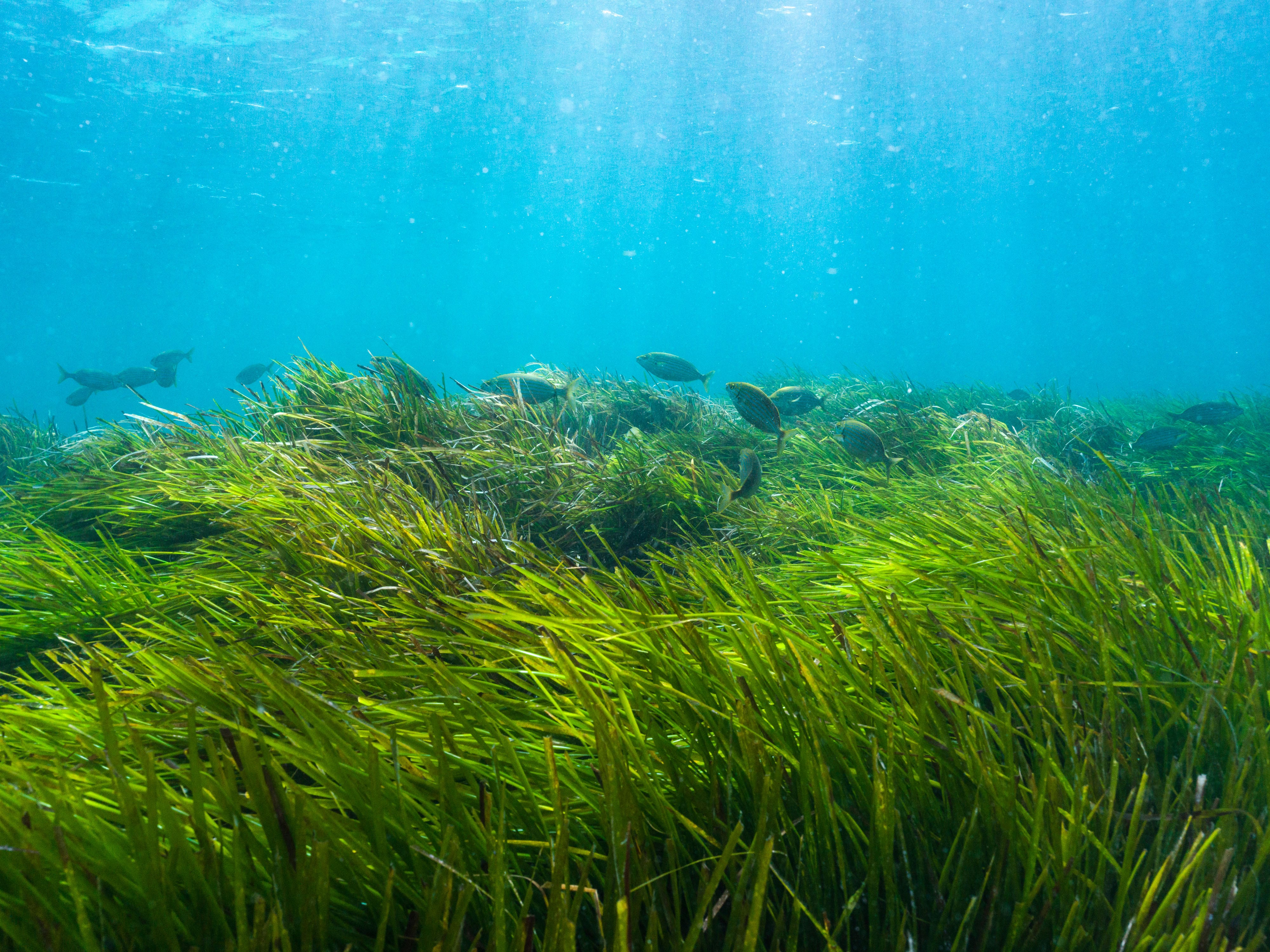 SOS, posidonia en peligro