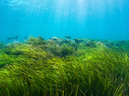 Posidonia oceánica en peligro de extinción