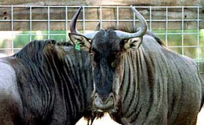 La pareja de ñus, ayer, en las instalaciones del Safari Park de El Verger.