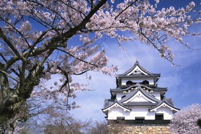 Los castillos japoneses tienen tanto en común con sus equivalentes europeos como los quimonos con los vestidos de gala occidentales. Sus refinados contornos contradicen la triste realidad militar que esconden sus muros. En lo alto de las llanuras aparecen como si hubieran sido diseñados para alegrar la vista más que para proteger a sus señores. Nos gustarán todavía mucho más si nos interesa el mundo de los samuráis, los sogunes y la historia militar. Por ejemplo, visitando los de Matsuyama o Hikone.