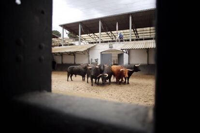 Reconocimiento del ganado en los corrales de la plaza de Las Ventas (Madrid)