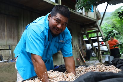 El cacaotero paname?o Constantino Blandford forma parte de una cooperativa que agrupa a ms de mil productores.