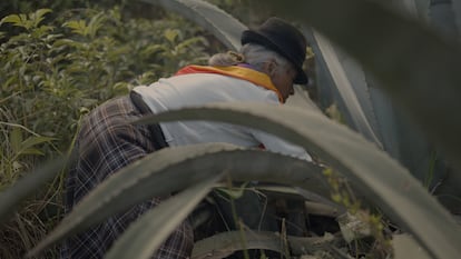 The extraction of agave sap, in an image provided by Casa Agave Ecuador.