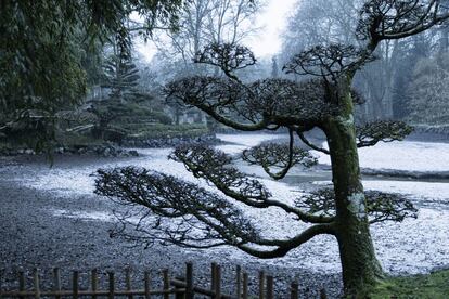 El parque bajo la nieve. Un carpe podado con el arte milenario del 'niwaki' deja ver su esqueleto.