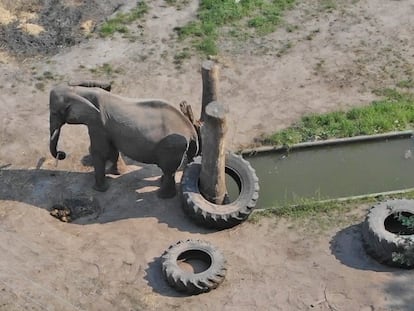 La elefanta 'Buba', en el recinto del viejo circo donde vive.
