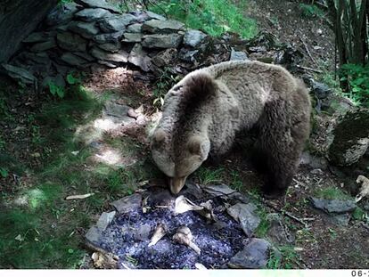 Oso pardo revolviendo los restos de una hoguera durante el experimento para analizar cómo los carnívoros alteraron el registro fósil.