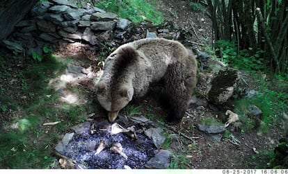 Oso pardo revolviendo los restos de una hoguera durante el experimento para analizar cómo los carnívoros alteraron el registro fósil.