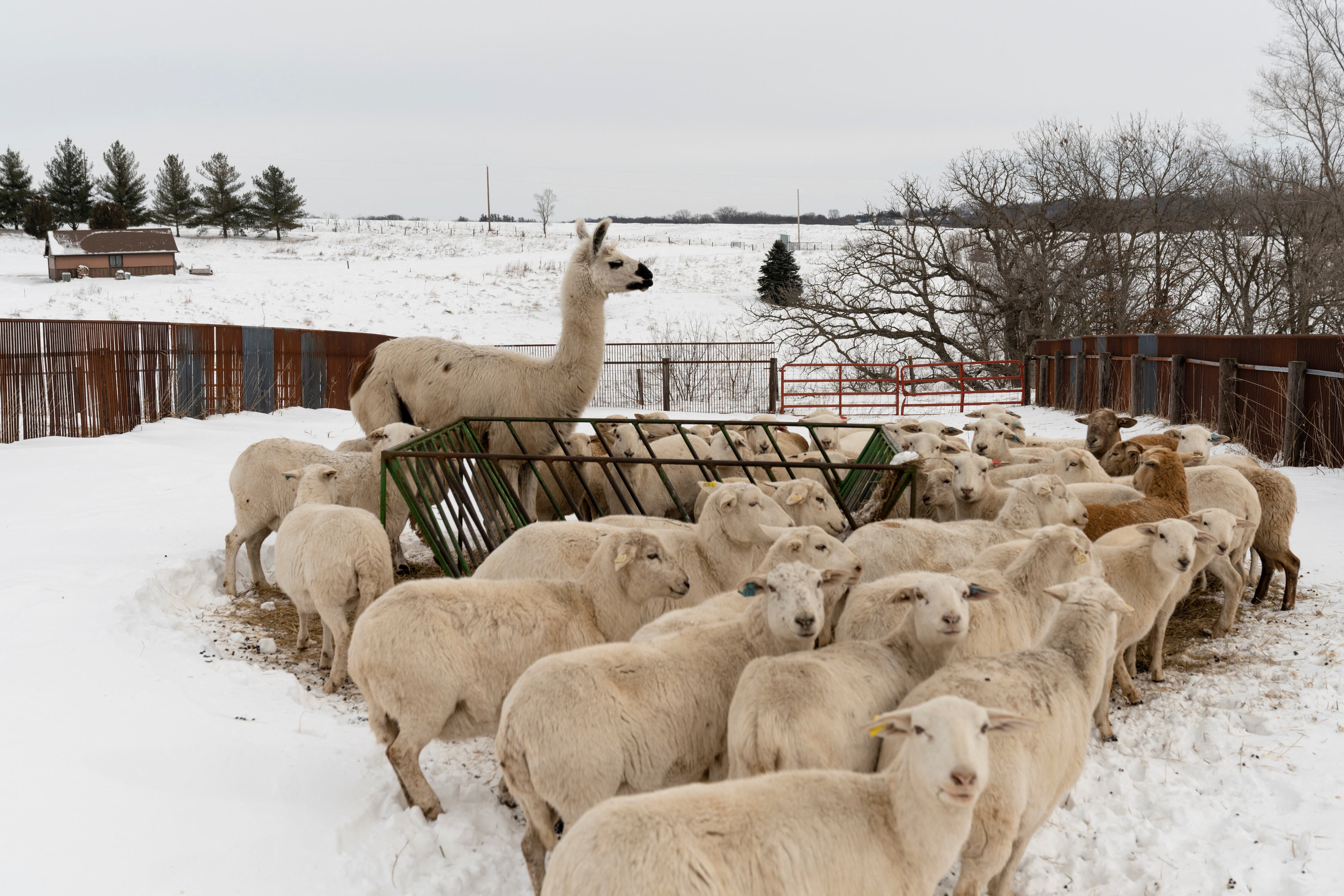 Ovejas y una llama en una granja en Earlham (Estado de Iowa), este lunes.