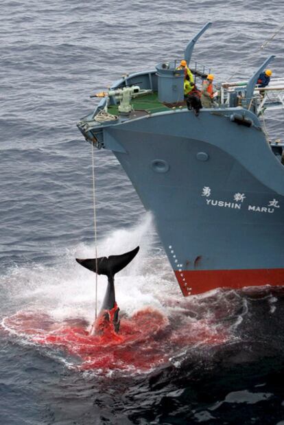 Los buques japoneses cazan al año más de 800 ballenas supuestamente con fines científicos.