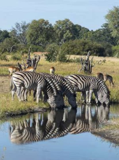 Una manada de cebras bebiendo en una charca en Moremi, en el Delta.