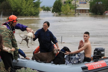 Bomberos rescatan este miércoles a una familia y sus mascotas en la ciudad de Larissa (355 km al norte de Atenas). 