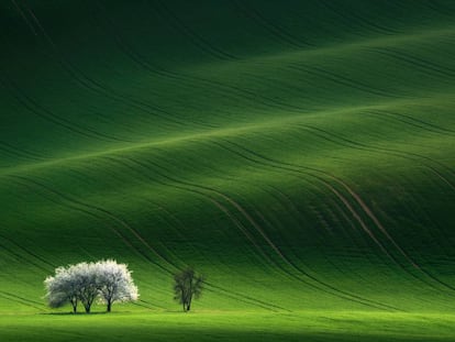 Una ondulante ladera en la regi&oacute;n checa de Moravia. 