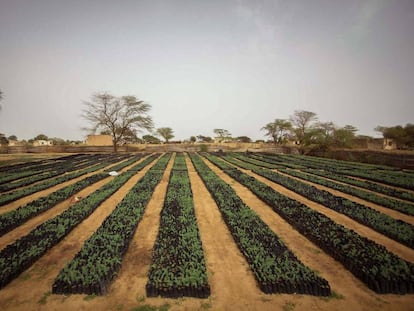 Un muro de vegetación al sur del Sáhara