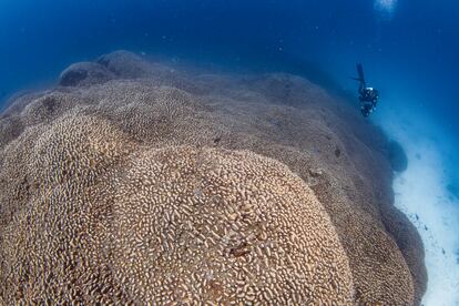 Image of the coral found on the Tres Hermanas Islands, in the southwest of the Pacific Ocean.