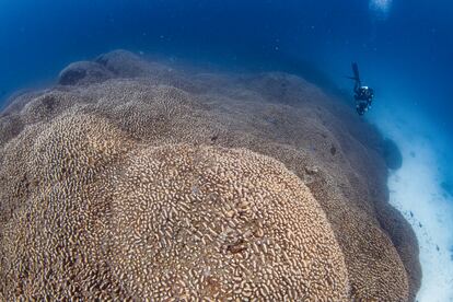 Imagen del coral encontrado en las islas Tres Hermanas, en el suroeste del océano Pacífico.