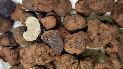 MEZCLADAS AL SALIR DE LA TIERRA, TUBER AESTIVUM Y TUBER MELANOSPORUM