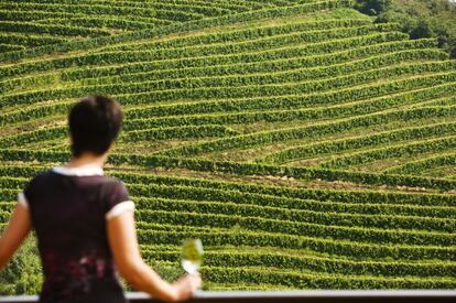 Vi&ntilde;edos de la bodega de txakoli Talai Berri en la colina Talaimendi, en Zarautz.