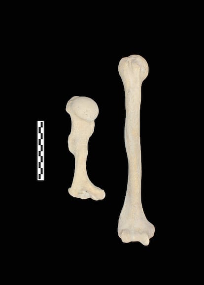 Comparación de un húmero perteneciente al adulto con acondroplasia hallado en Teba (izquierda) y un húmero de otro adulto sin esa anomalía.