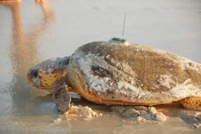 Los identificadores conectados a un satélite son uno de los procedimientos que permite a los biólogos recopilar información sobre las tortugas marinas.