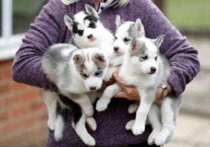 Crías de husky siberiano.