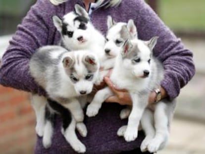 Crías de husky siberiano.