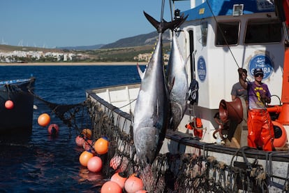 Almadraberos izan dos atunes en una de las 'levantás' de la almadraba de Zahara del verano de 2020