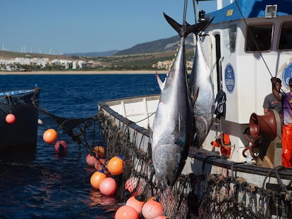 Almadraberos izan dos atunes en una de las 'levantás' de la almadraba de Zahara del verano de 2020