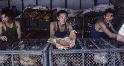 Un puesto de aves en un mercado de Shanghái.