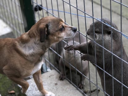 El perro 'Leo', en las instalaciones de la ONG Mundo Vivo.  