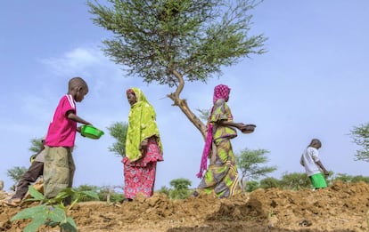 Mehao Saley, de 60 años, y sus hijos y nietos plantan cacahuetes en el terreno familiar en Gafati (Níger).