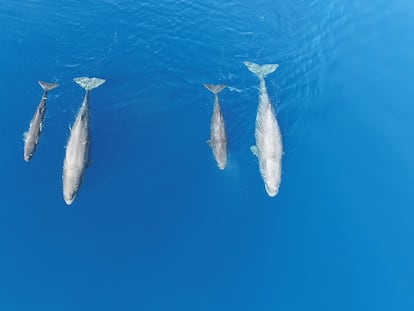 Ejemplares de cachalote en aguas de Menorca Islas Baleares
