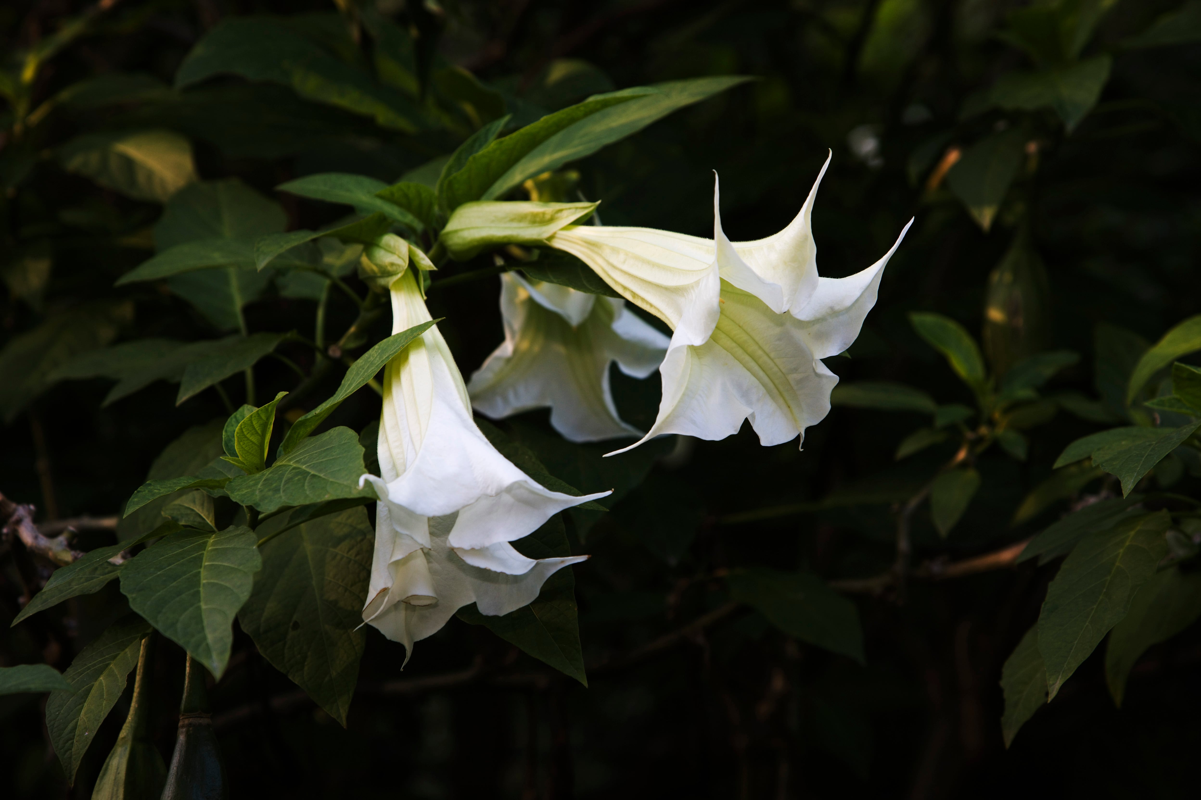 Una brugmansia y sus enormes flores colgantes exhalan su perfume en la noche.