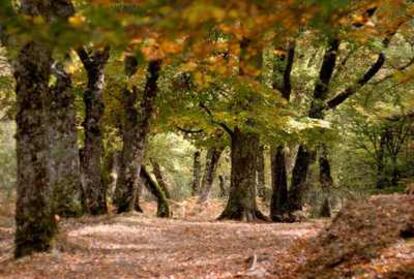 An image of the beech forest in Montejo (Madrid) in fall.