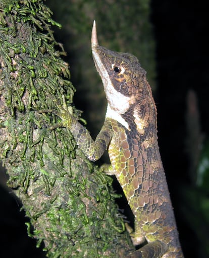 Lagarto con cuernos de rinoceronte ('Ceratophora stoddartii').